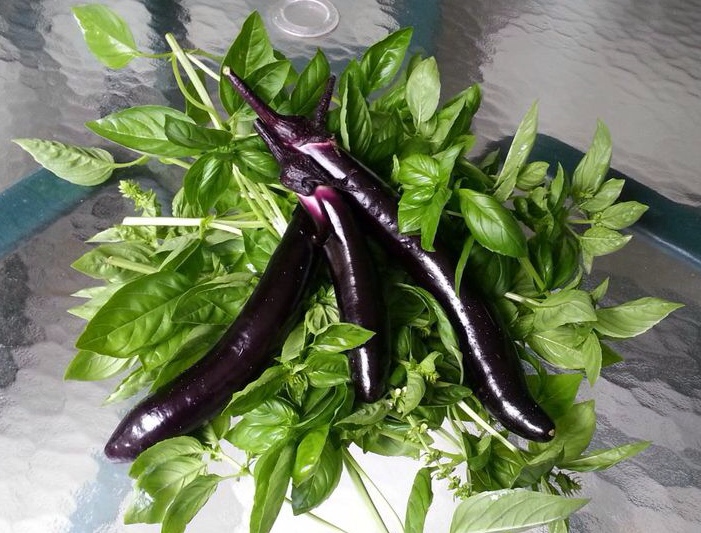 how fast eggplant grew