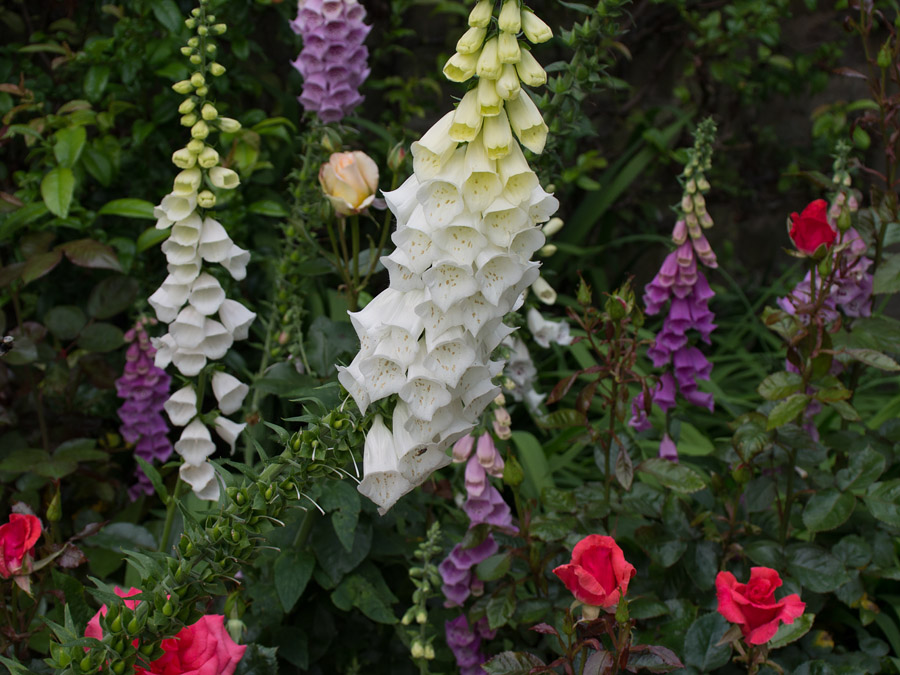 SIL00223 Never more beautiful flowers!