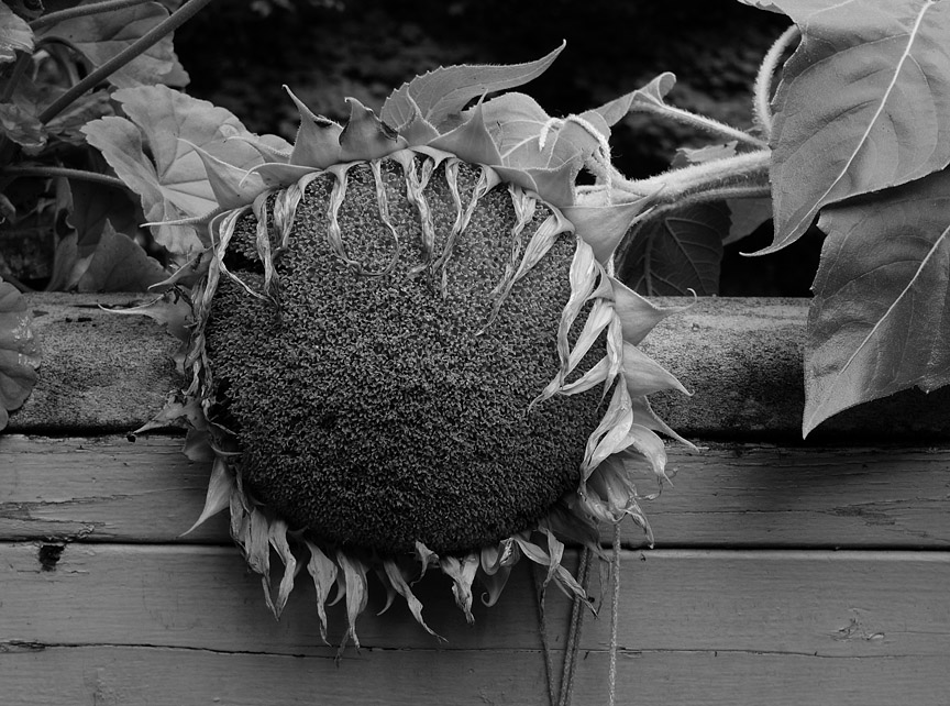 P1110346 forlorn sunflower