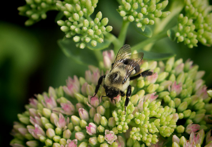 _1110793 Busy on sedum