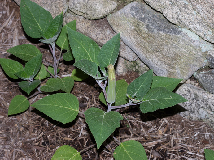 _1110958 Not Quite Ready Moonflower