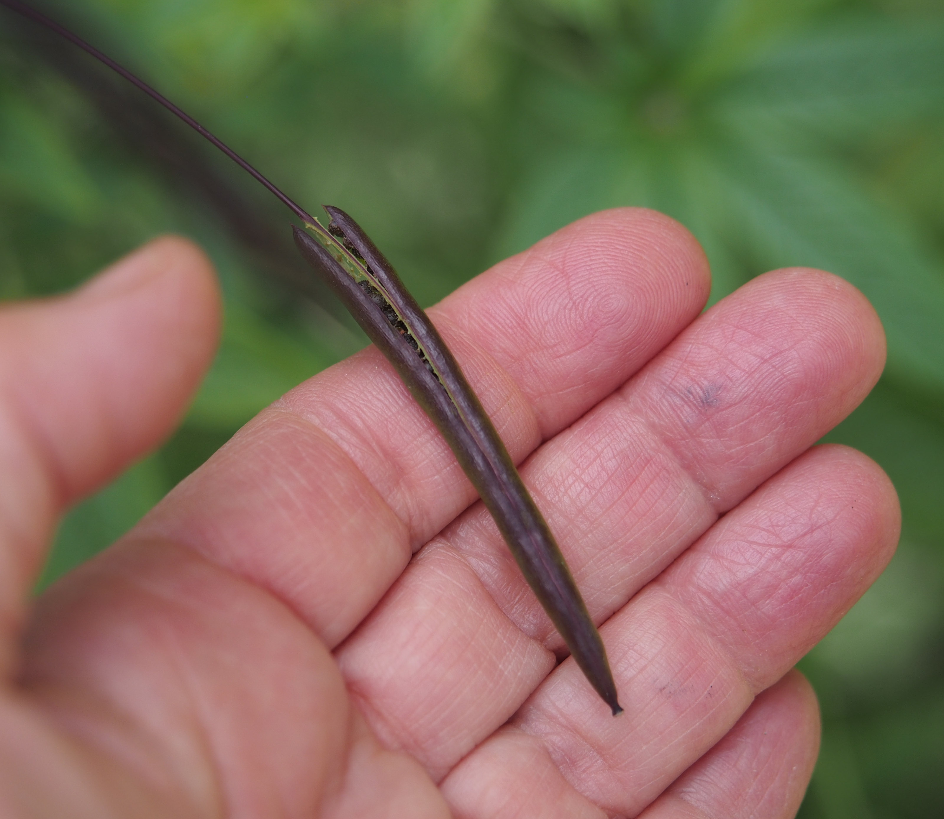 P8190183 Split Cleome Pod