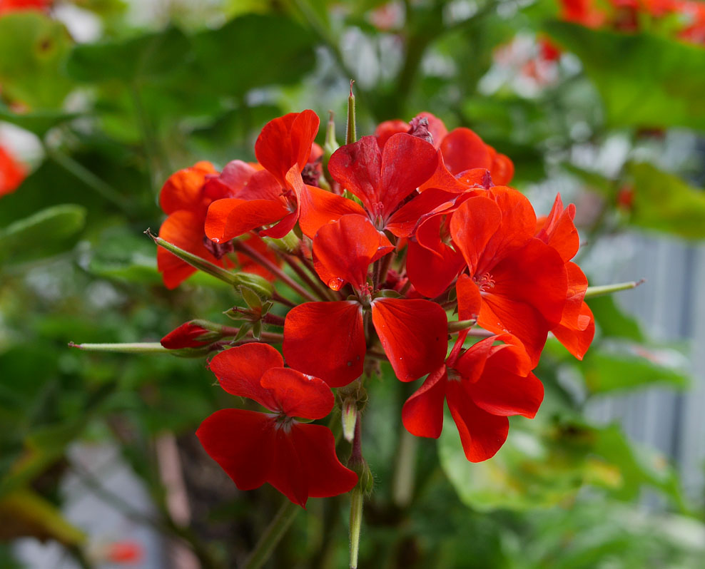 Gobsmacked by GX7 AWB Color of Orangey-Red Geranium!