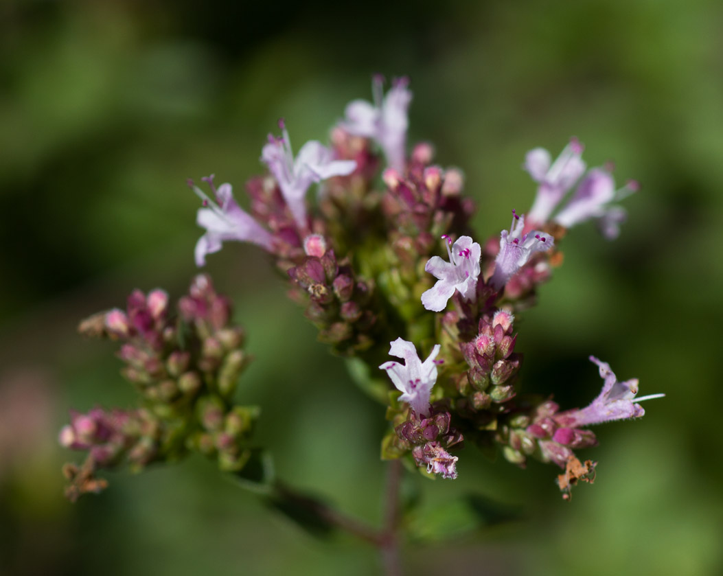 IMG_0736 Oregano
