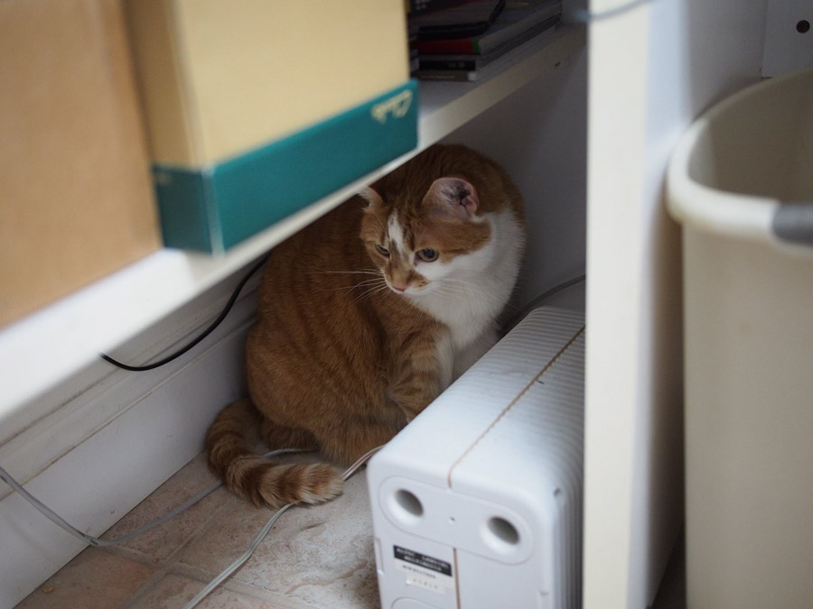 Shes hiding from a fly