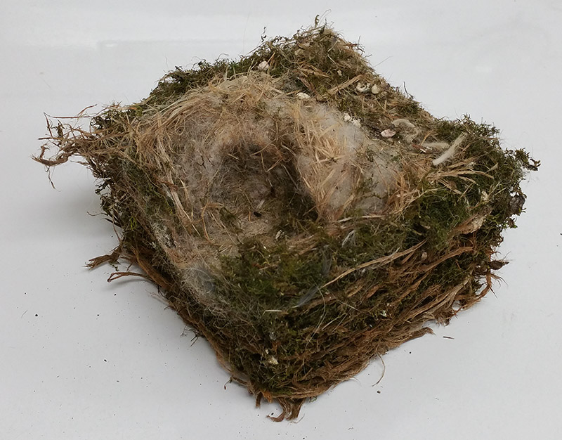Chickadee nest removed from bluebird nest box