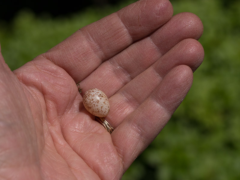 _1120752 Unhatched chickadee egg