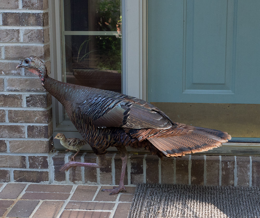 SIL30025 Mama Turkey and Poult