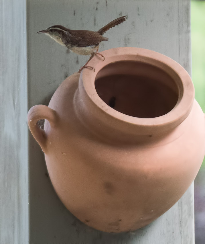 Listen to this Male Carolina Wren Declaring His Territory