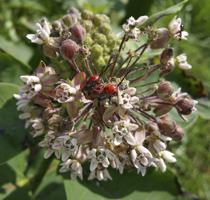 Making Whoopie on Milkweed