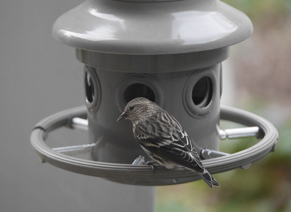 P1070613 First female pine siskin (with sunflower seed)