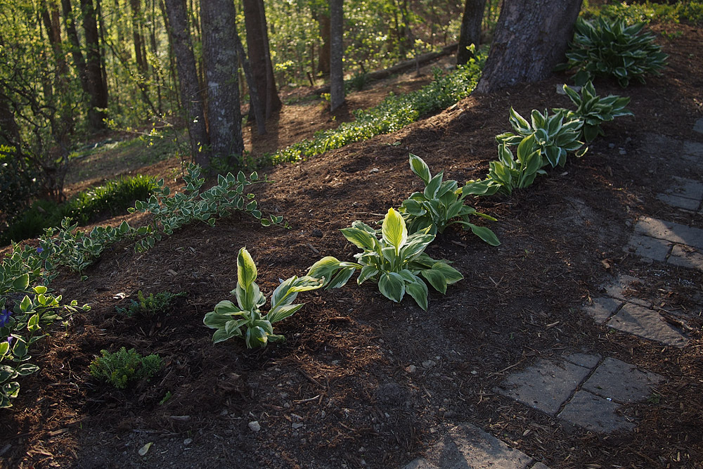 P4250005 Newly transplanted hosta doing well