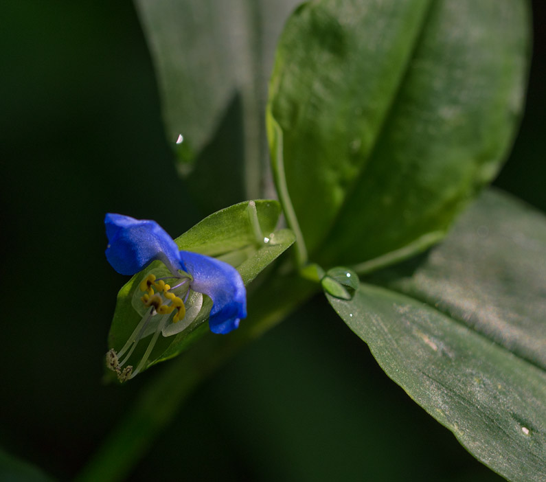 Asiatic Dayflower