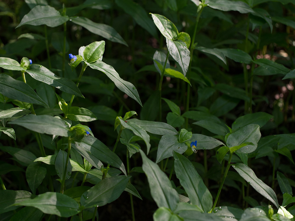 LOTS of Asiatic Dayflowers Arrived with Our Mulch!