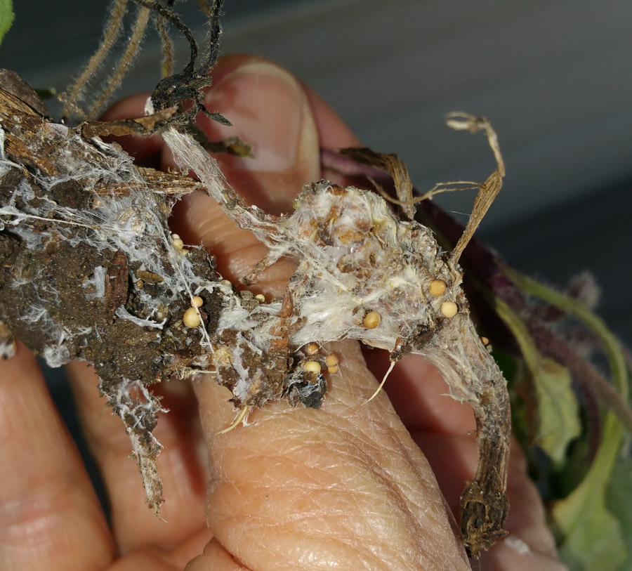 Chrysogonum Virginianum Root Rot