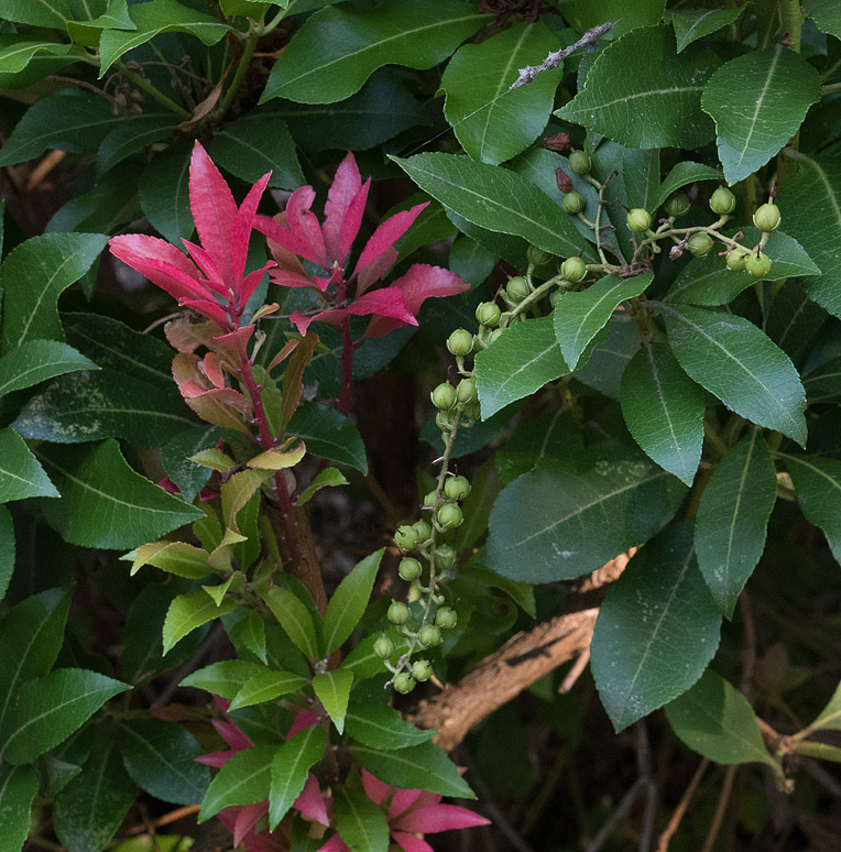 P1090923 Pieris New Growth and Seed pods