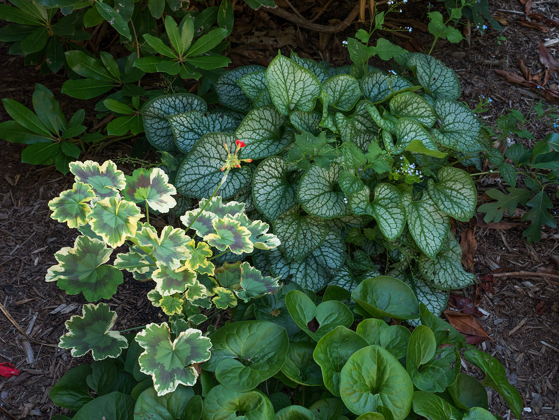 P1090921 My Favorite Garden Spot