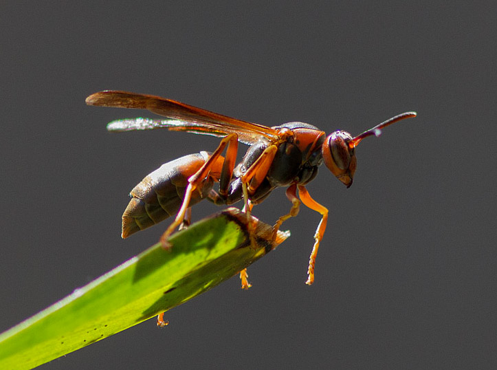 IMG_1071 Adventurous paper wasp on orchid leaf