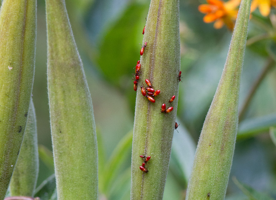 IMG_1111 Two different hatchings of Milkweed Bug nymphs