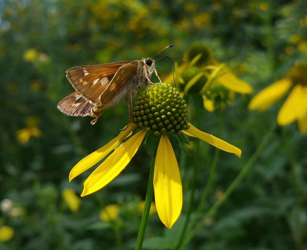 20160821_110958 skipper on yellow flower