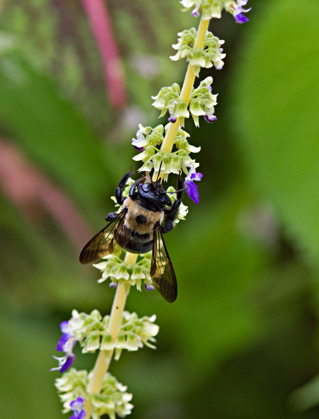 IMG_1883 Ive never seen such a huge bee before