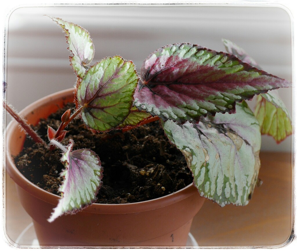 Practicing with Panasonic Image App for Wi-Fi Transfer