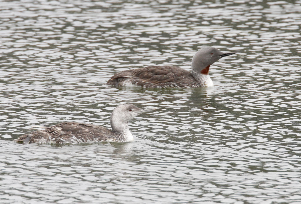 Red-throated Loons