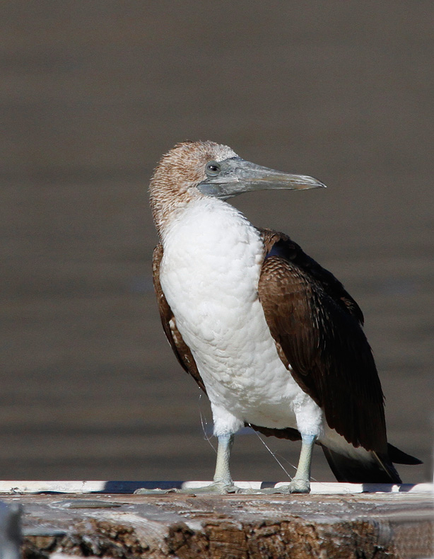 Blue-footed Booby 