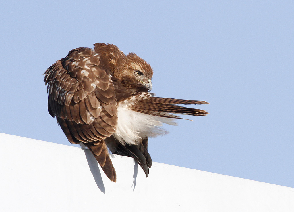 Red-tailed Hawk, light juvenile