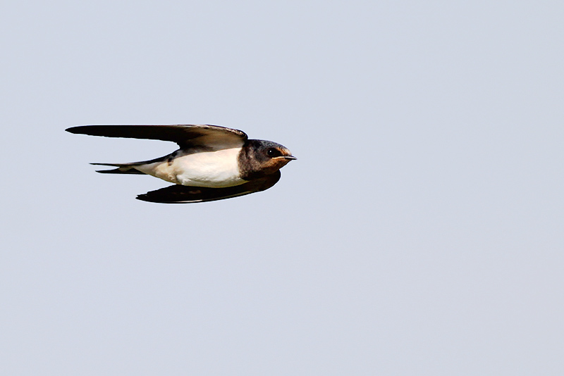 Boerenzwaluw / Barn Swallow, Waddinxveen, juli 2014