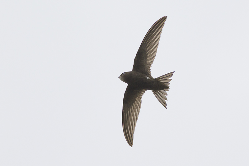 Gierzwaluw / Common Swift, juni 2014