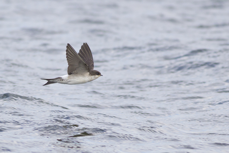 Huiszwaluw / House Martin, juvenile, augustus 2014