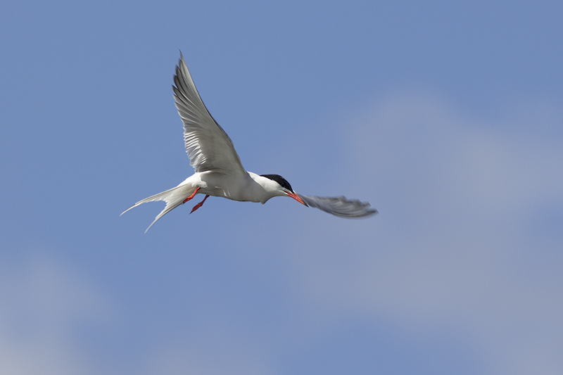 Visdief / Common Tern, juni 2014
