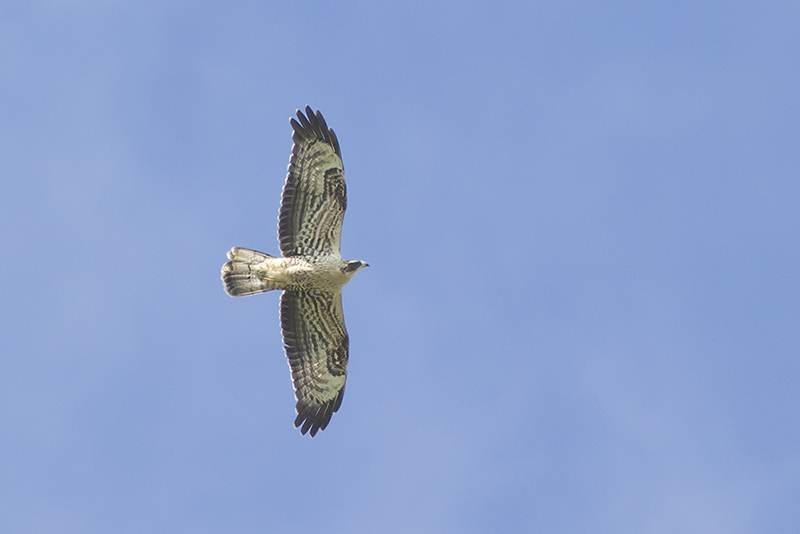 Wespendief / Honey Buzzard, juvenile, september 2014