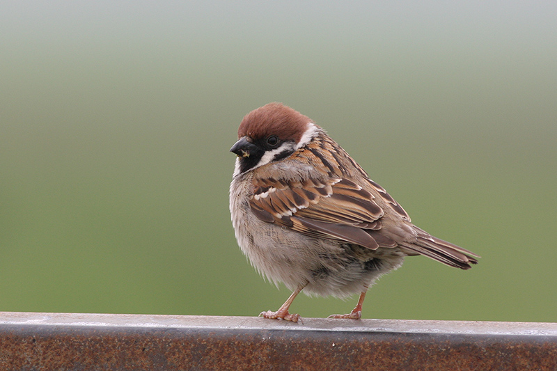 Ringmus / Tree Sparrow, mei 2012