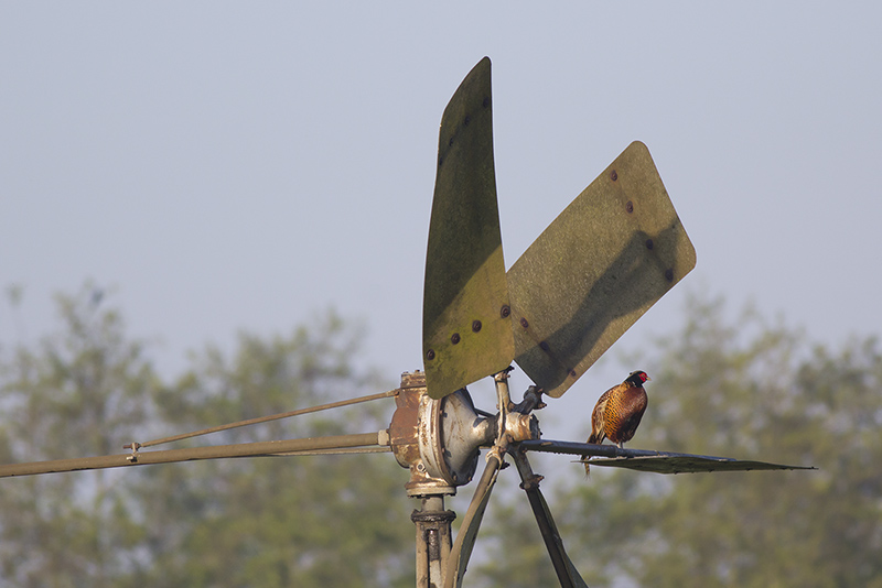 Fazant / Pheasant on wind mill, maart 2014