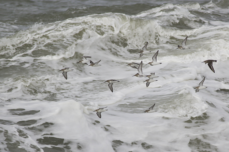 Zeetrek langs Westkapelle / sea bird migration along Westkapelle - October 2014