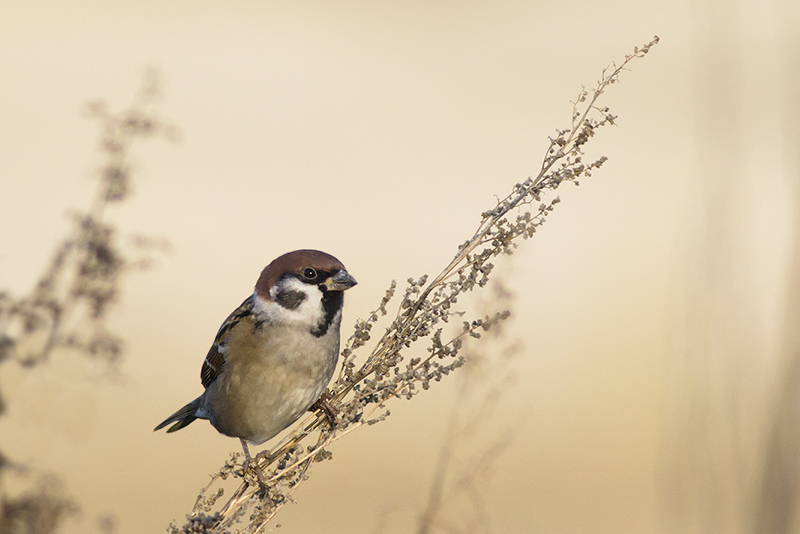 Ringmus / Tree Sparrow