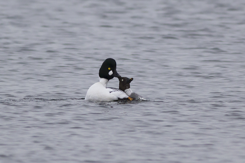 Brilduikers / Common Goldeneyes