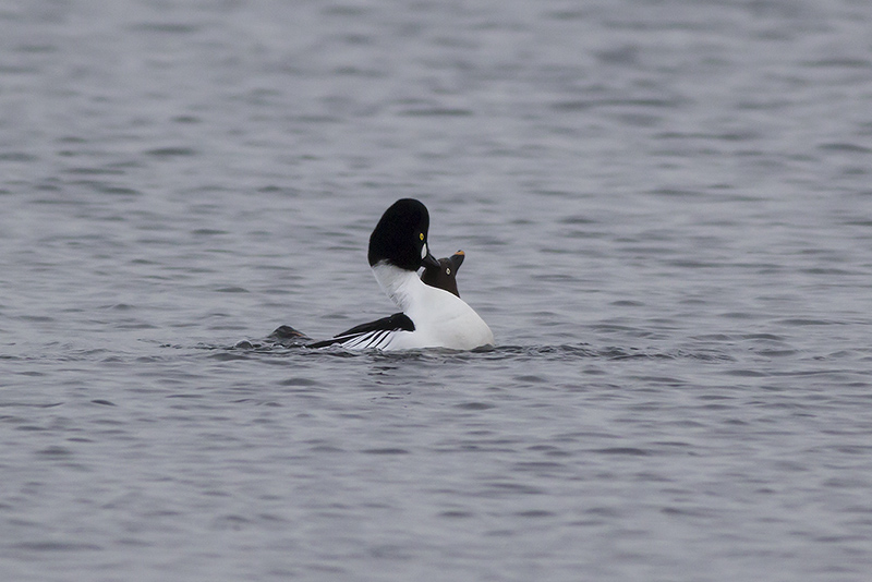 Brilduikers / Common Goldeneyes