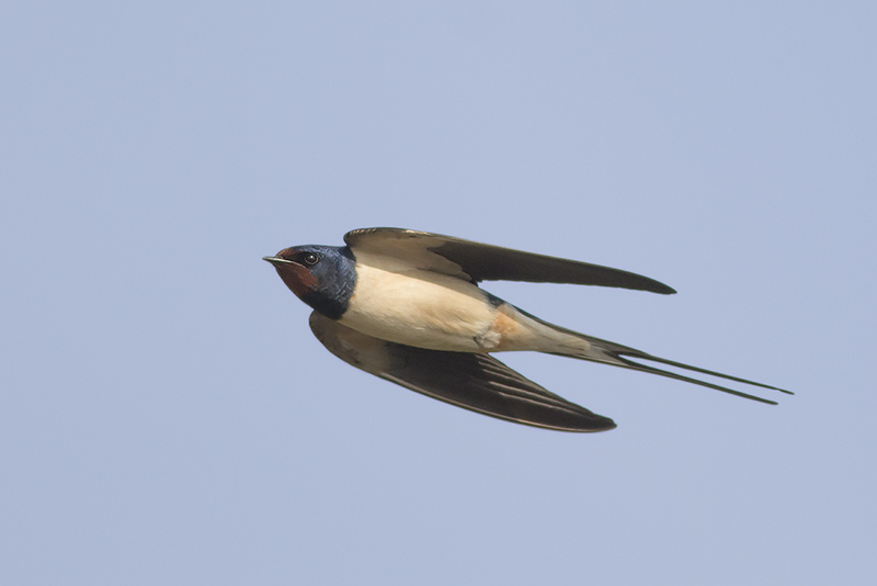 Boerenzwaluw / Barn Swallow