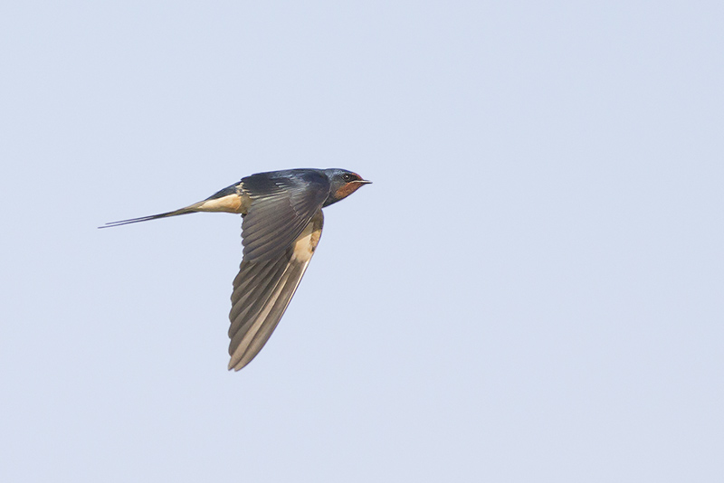 Boerenzwaluw / Barn Swallow