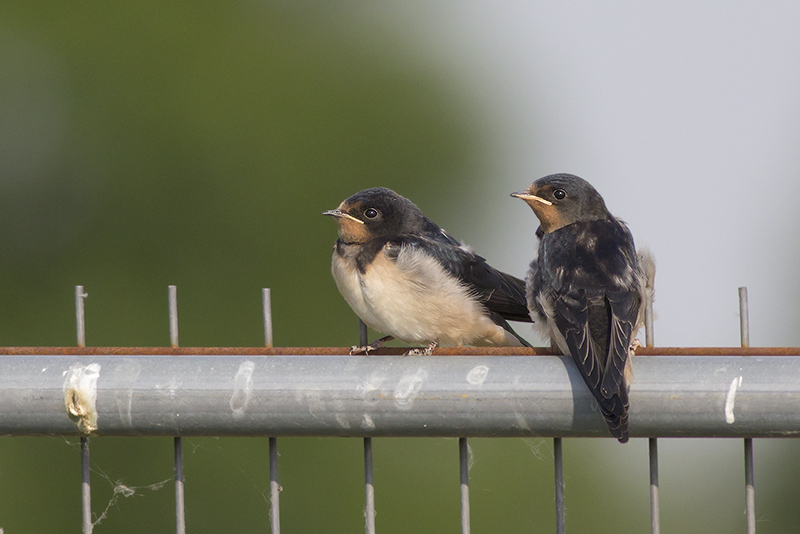 Boerenzwaluwen / Barn Swallows