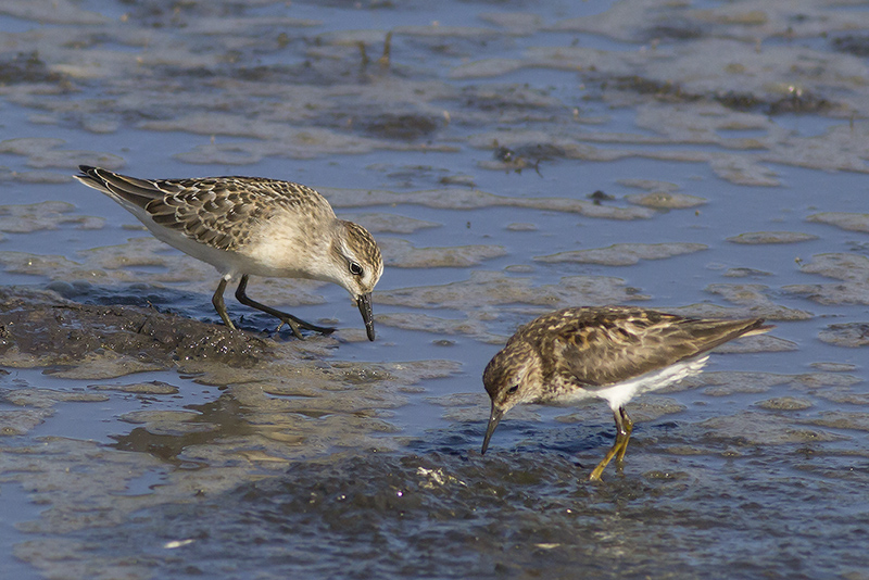 Semi-palmated Sandpiper and Least Sandpiper / Grijze Strandloper en Kleinste Strandloper