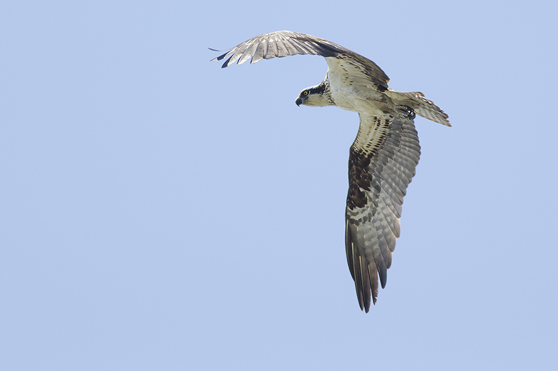 Vacation in the USA - birds of Sioux Centre and surroundings, Iowa and Saint-Catharines (Can.)