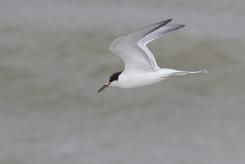 Visdief / Common Tern