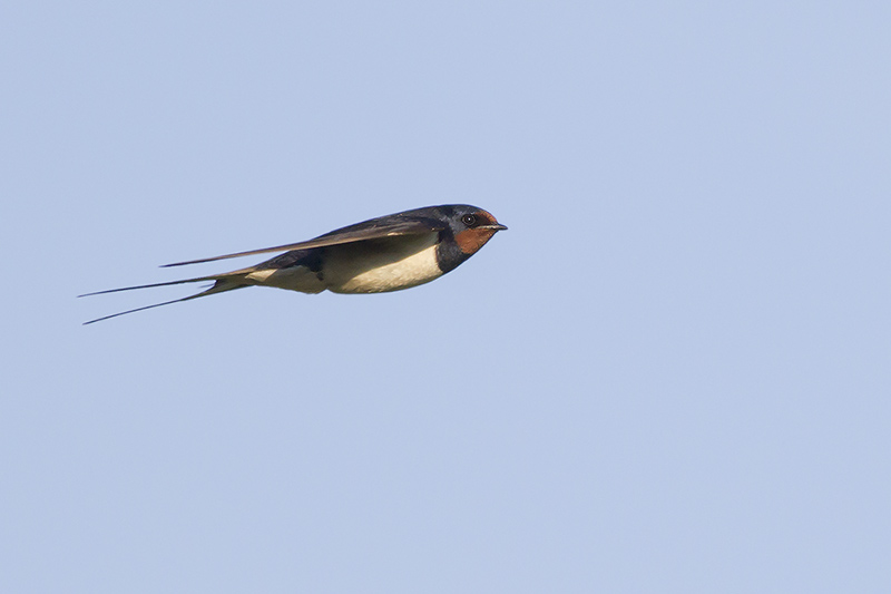 Boerenzwaluw / Barn Swallow