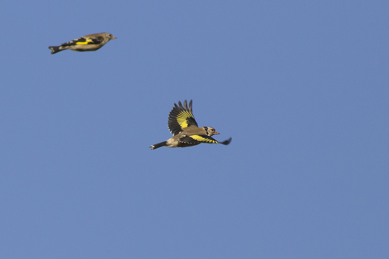 Putters / European Goldfinches