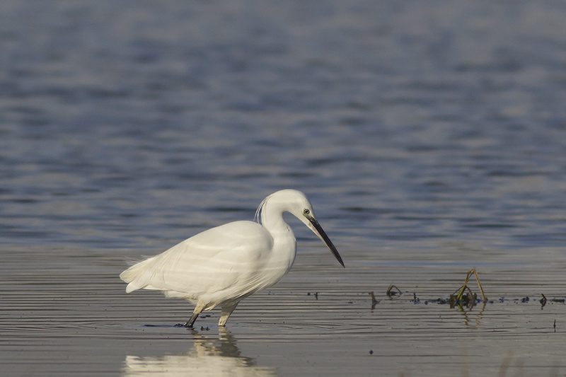 Kleine Zilverreiger / Little Egret