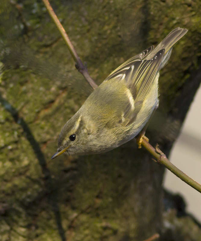 Bladkoning / Yellow-browed Warbler